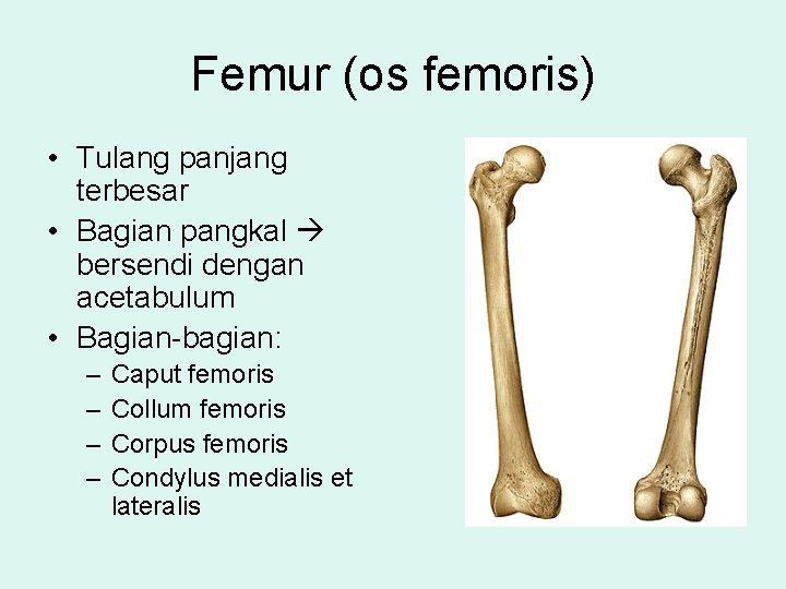 Femur (os femoris) • Tulang panjang terbesar • Bagian pangkal bersendi dengan acetabulum •