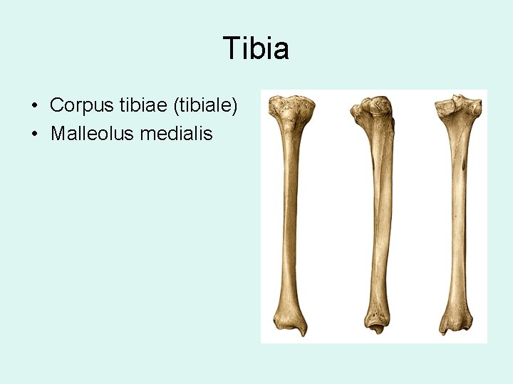 Tibia • Corpus tibiae (tibiale) • Malleolus medialis 