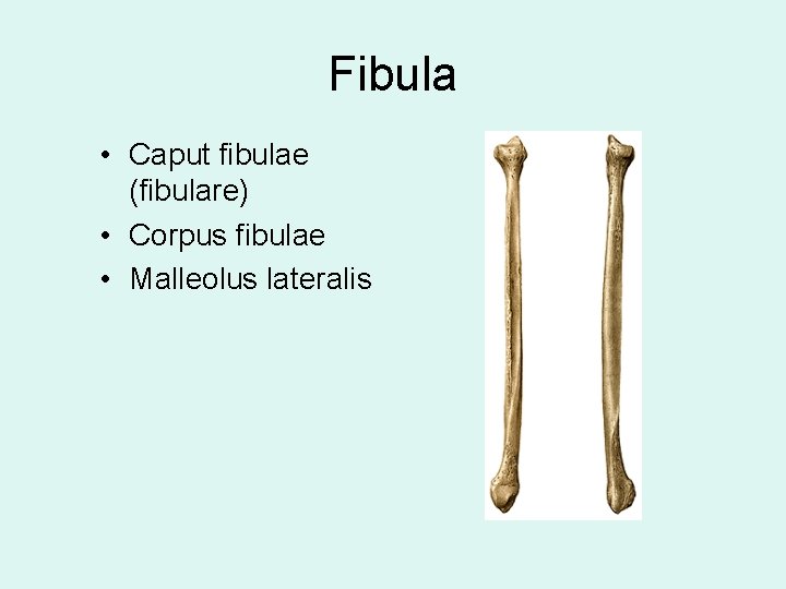 Fibula • Caput fibulae (fibulare) • Corpus fibulae • Malleolus lateralis 