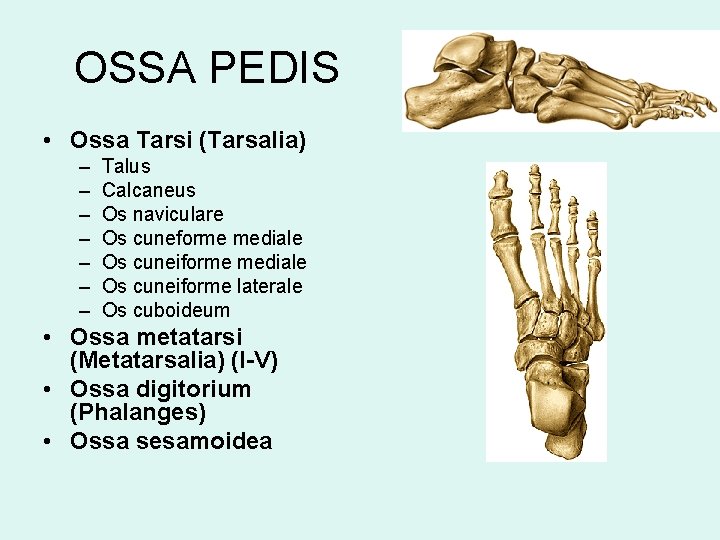 OSSA PEDIS • Ossa Tarsi (Tarsalia) – – – – Talus Calcaneus Os naviculare