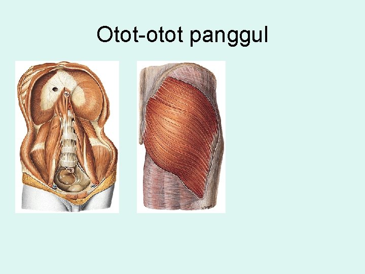 Otot-otot panggul 