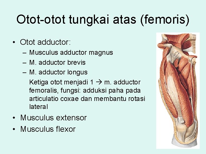 Otot-otot tungkai atas (femoris) • Otot adductor: – Musculus adductor magnus – M. adductor