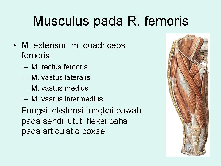 Musculus pada R. femoris • M. extensor: m. quadriceps femoris – – M. rectus