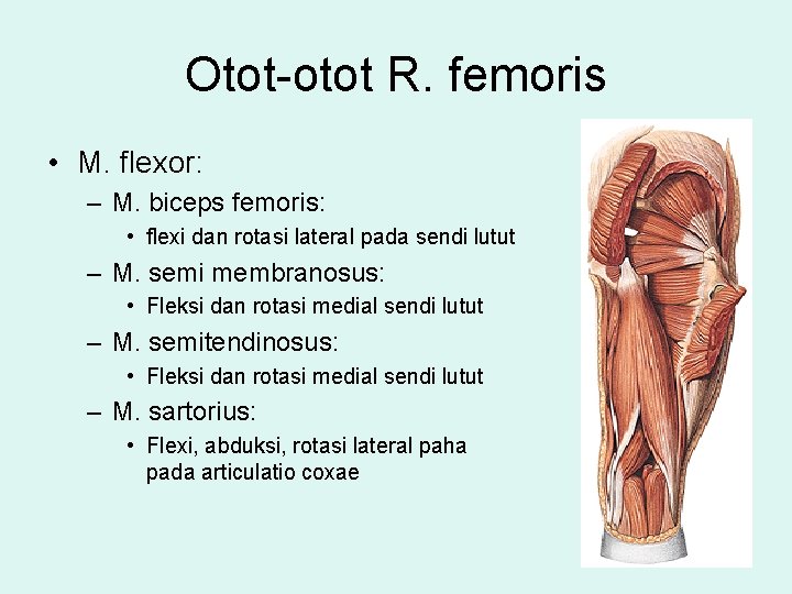 Otot-otot R. femoris • M. flexor: – M. biceps femoris: • flexi dan rotasi