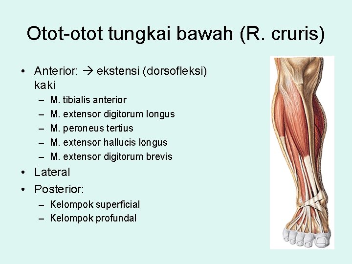 Otot-otot tungkai bawah (R. cruris) • Anterior: ekstensi (dorsofleksi) kaki – – – M.