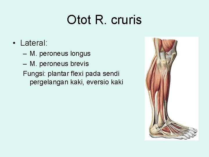 Otot R. cruris • Lateral: – M. peroneus longus – M. peroneus brevis Fungsi: