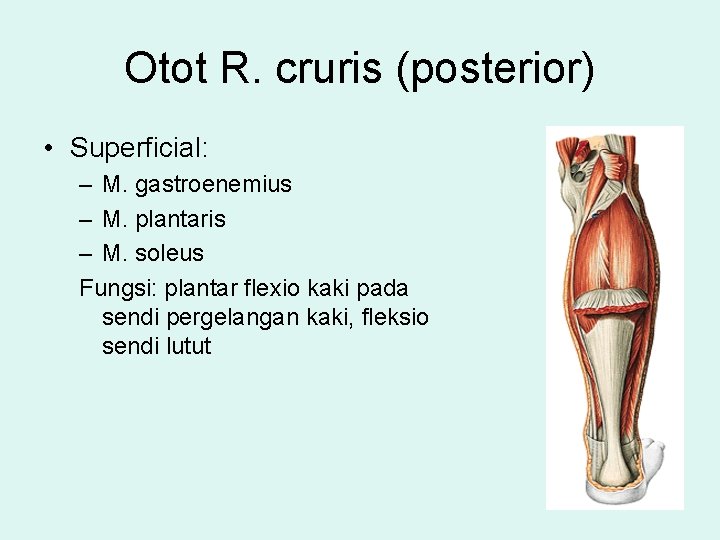 Otot R. cruris (posterior) • Superficial: – M. gastroenemius – M. plantaris – M.