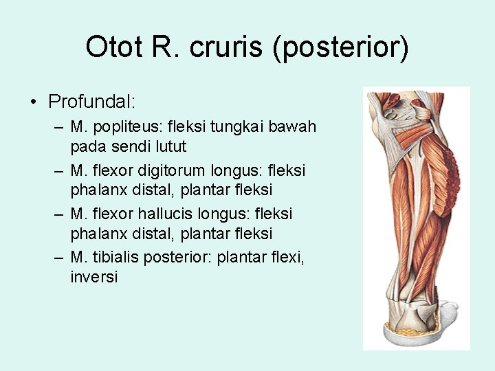 Otot R. cruris (posterior) • Profundal: – M. popliteus: fleksi tungkai bawah pada sendi