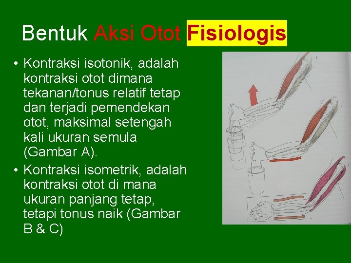 Bentuk Aksi Otot Fisiologis • Kontraksi isotonik, adalah kontraksi otot dimana tekanan/tonus relatif tetap