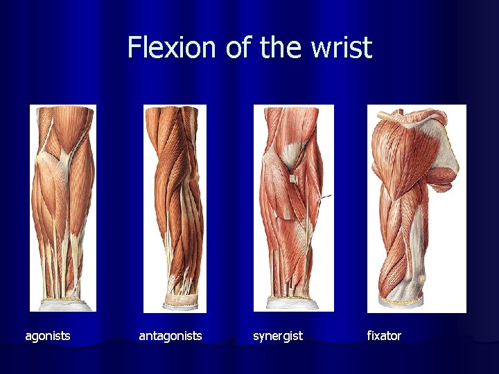 Flexion of the wrist agonists antagonists synergist fixator 