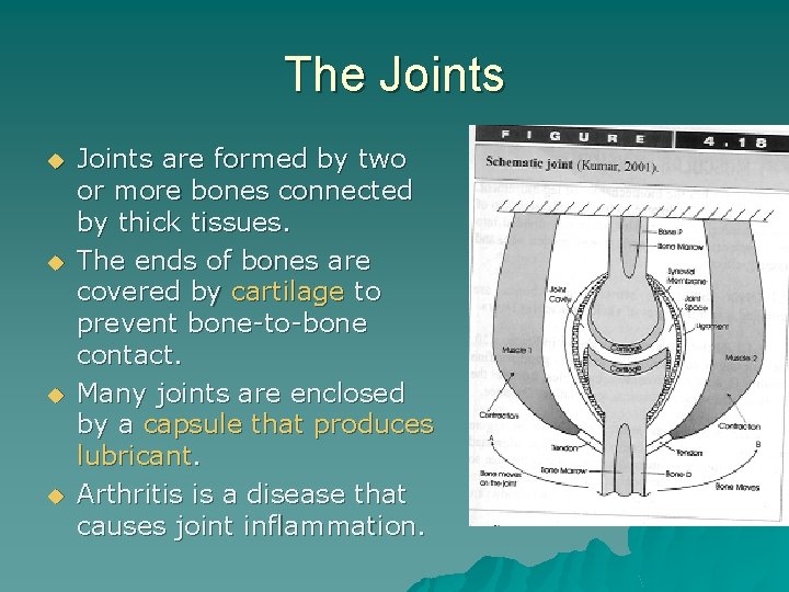 The Joints u u Joints are formed by two or more bones connected by