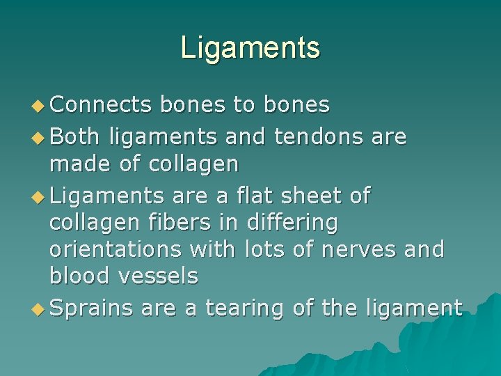 Ligaments u Connects bones to bones u Both ligaments and tendons are made of