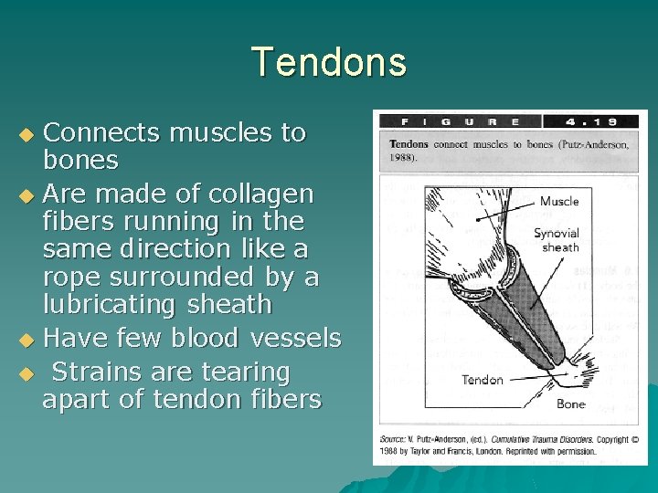 Tendons Connects muscles to bones u Are made of collagen fibers running in the