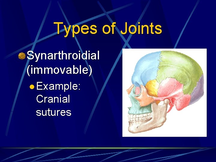 Types of Joints Synarthroidial (immovable) l Example: Cranial sutures 