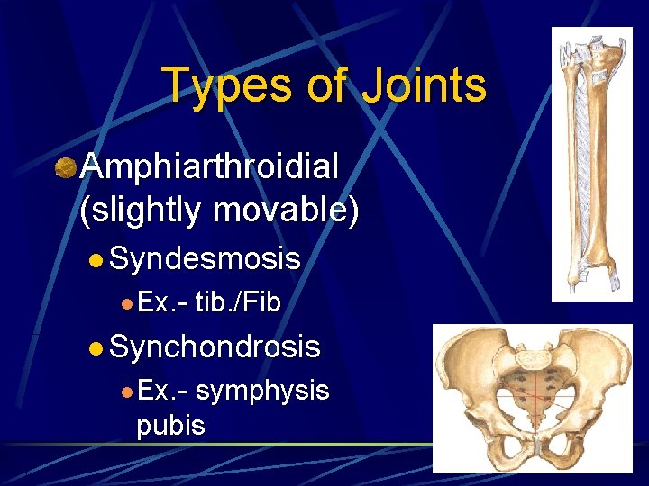 Types of Joints Amphiarthroidial (slightly movable) l Syndesmosis l Ex. - tib. /Fib l