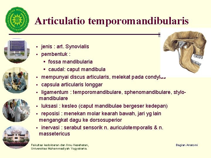 Articulatio temporomandibularis jenis : art. Synovialis § pembentuk : § fossa mandibularia § caudal: