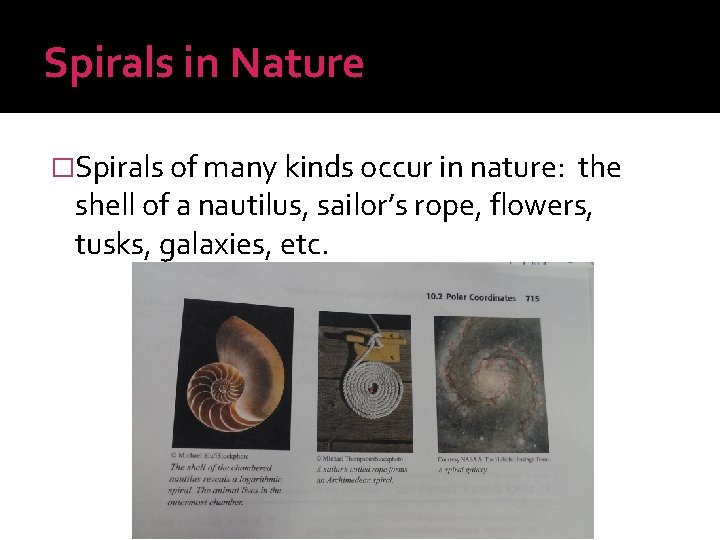 Spirals in Nature �Spirals of many kinds occur in nature: the shell of a