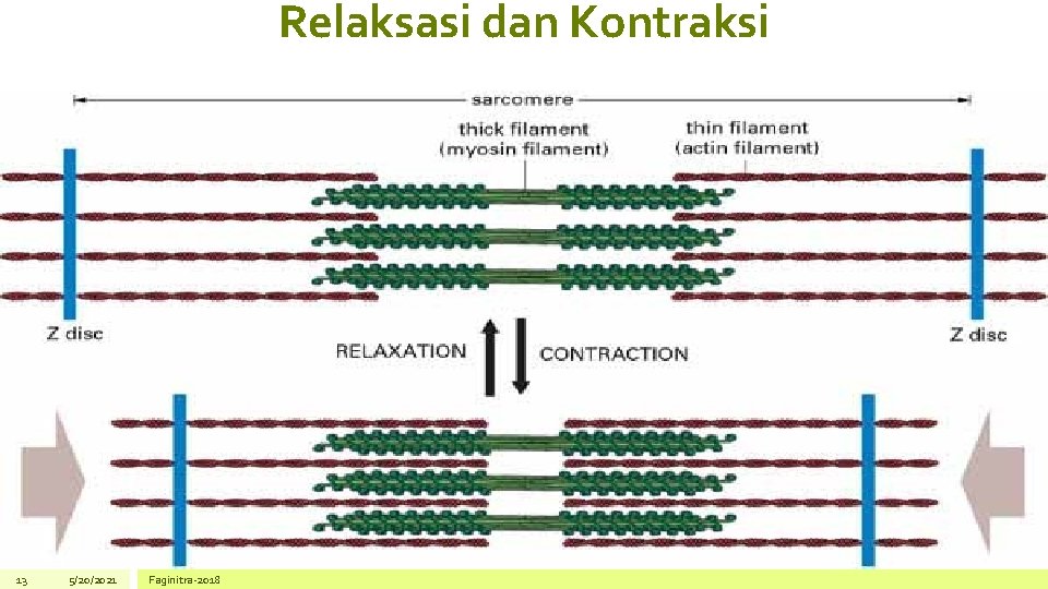 Relaksasi dan Kontraksi 13 5/20/2021 Faginitra-2018 