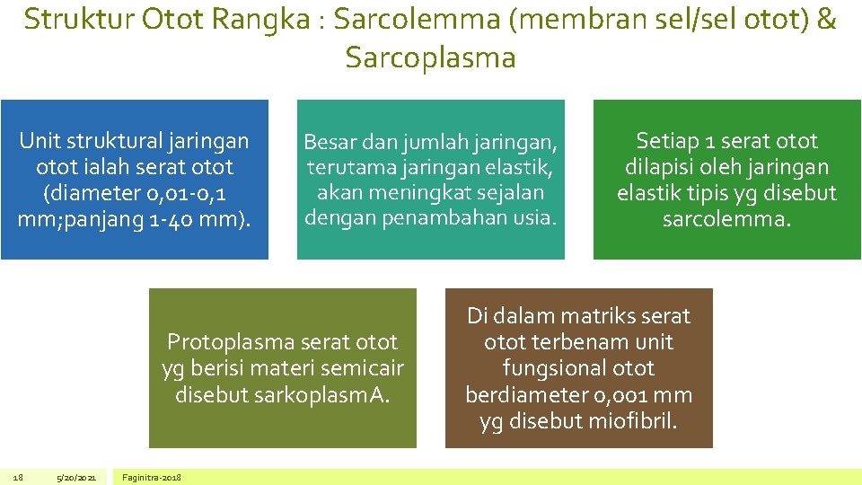 Struktur Otot Rangka : Sarcolemma (membran sel/sel otot) & Sarcoplasma Unit struktural jaringan otot