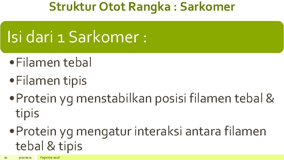 Struktur Otot Rangka : Sarkomer Isi dari 1 Sarkomer : • Filamen tebal •