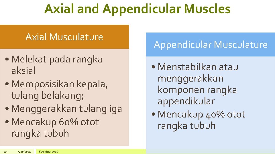 Axial and Appendicular Muscles Axial Musculature • Melekat pada rangka aksial • Memposisikan kepala,