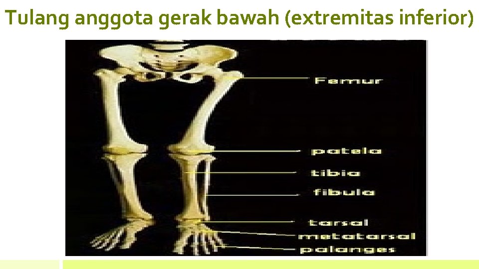 Tulang anggota gerak bawah (extremitas inferior) 