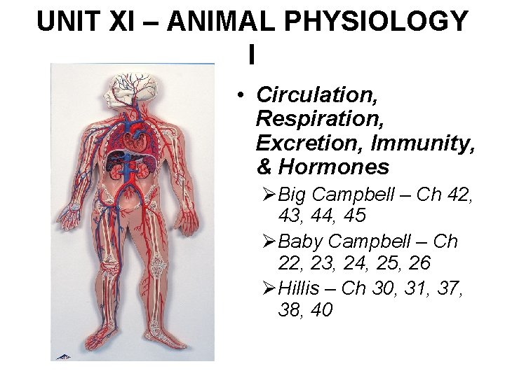 UNIT XI – ANIMAL PHYSIOLOGY I • Circulation, Respiration, Excretion, Immunity, & Hormones ØBig