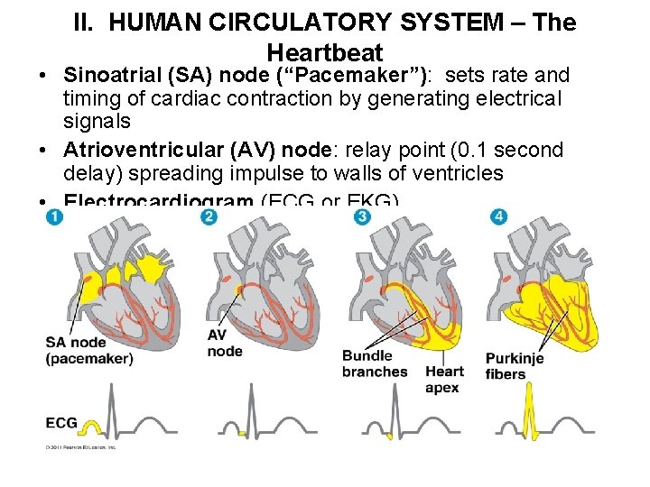 II. HUMAN CIRCULATORY SYSTEM – The Heartbeat • Sinoatrial (SA) node (“Pacemaker”): sets rate