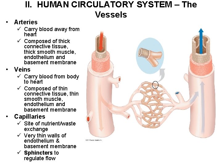 II. HUMAN CIRCULATORY SYSTEM – The Vessels • Arteries ü Carry blood away from