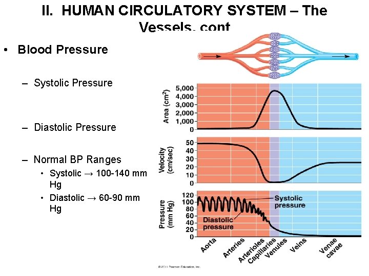 II. HUMAN CIRCULATORY SYSTEM – The Vessels, cont • Blood Pressure – Systolic Pressure