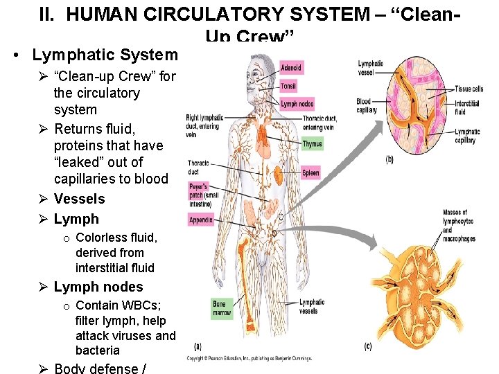 II. HUMAN CIRCULATORY SYSTEM – “Clean. Up Crew” • Lymphatic System Ø “Clean-up Crew”