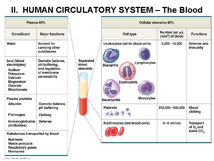 II. HUMAN CIRCULATORY SYSTEM – The Blood 