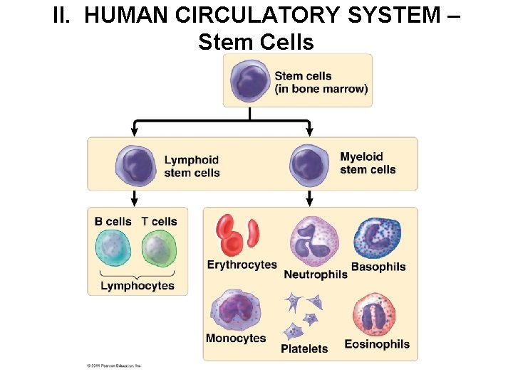 II. HUMAN CIRCULATORY SYSTEM – Stem Cells 