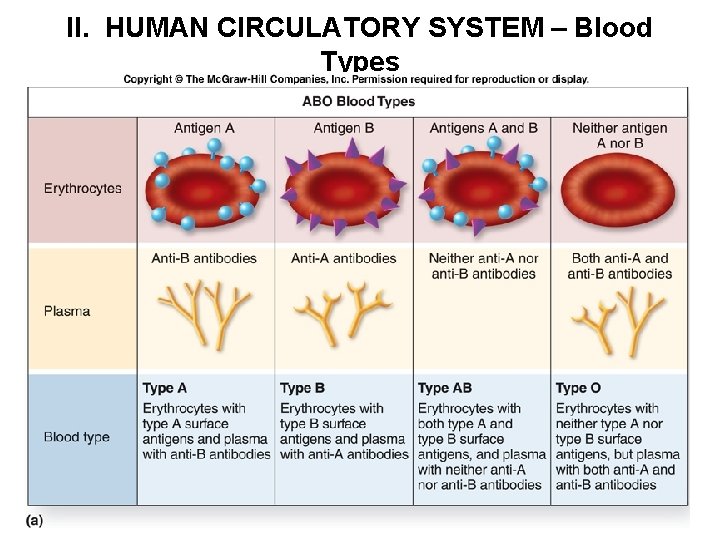 II. HUMAN CIRCULATORY SYSTEM – Blood Types 