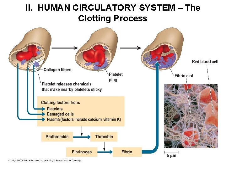 II. HUMAN CIRCULATORY SYSTEM – The Clotting Process 