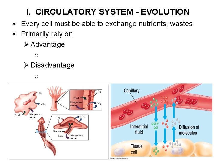 I. CIRCULATORY SYSTEM - EVOLUTION • Every cell must be able to exchange nutrients,