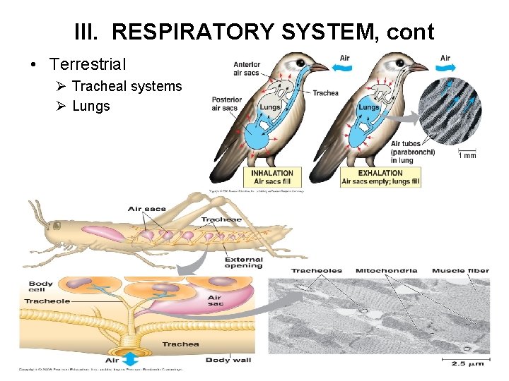 III. RESPIRATORY SYSTEM, cont • Terrestrial Ø Tracheal systems Ø Lungs 