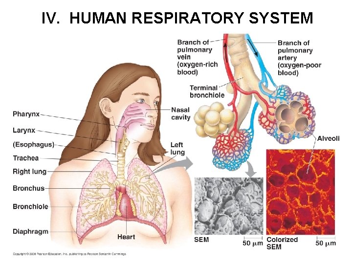 IV. HUMAN RESPIRATORY SYSTEM 