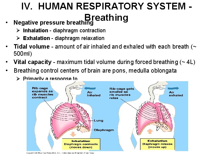  • IV. HUMAN RESPIRATORY SYSTEM Breathing Negative pressure breathing Ø Inhalation - diaphragm