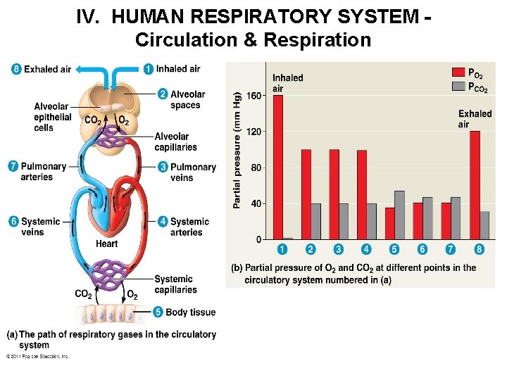 IV. HUMAN RESPIRATORY SYSTEM Circulation & Respiration 