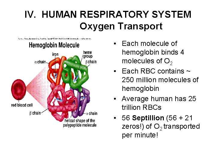 IV. HUMAN RESPIRATORY SYSTEM Oxygen Transport • Each molecule of hemoglobin binds 4 molecules