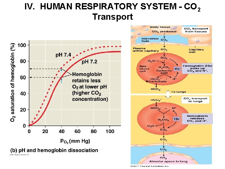 IV. HUMAN RESPIRATORY SYSTEM - CO 2 Transport 