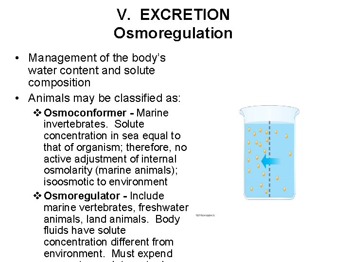 V. EXCRETION Osmoregulation • Management of the body’s water content and solute composition •