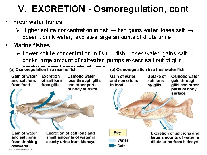 V. EXCRETION - Osmoregulation, cont • Freshwater fishes Ø Higher solute concentration in fish