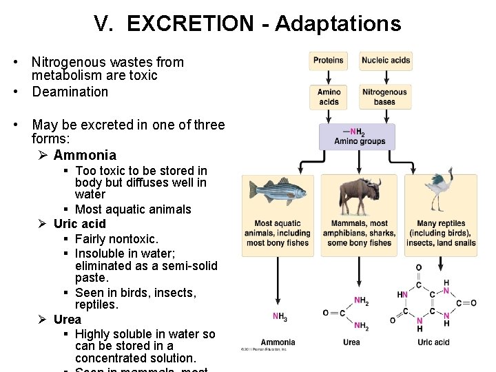 V. EXCRETION - Adaptations • Nitrogenous wastes from metabolism are toxic • Deamination •