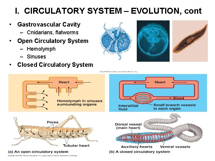I. CIRCULATORY SYSTEM – EVOLUTION, cont • Gastrovascular Cavity – Cnidarians, flatworms • Open
