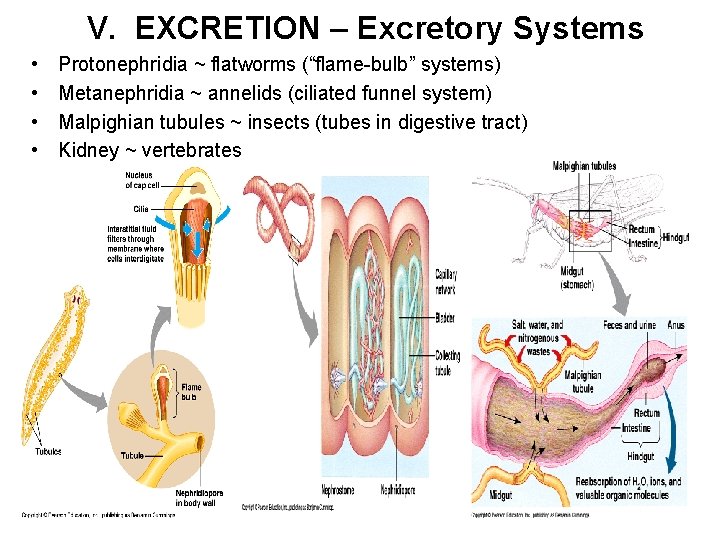 V. EXCRETION – Excretory Systems • • Protonephridia ~ flatworms (“flame-bulb” systems) Metanephridia ~