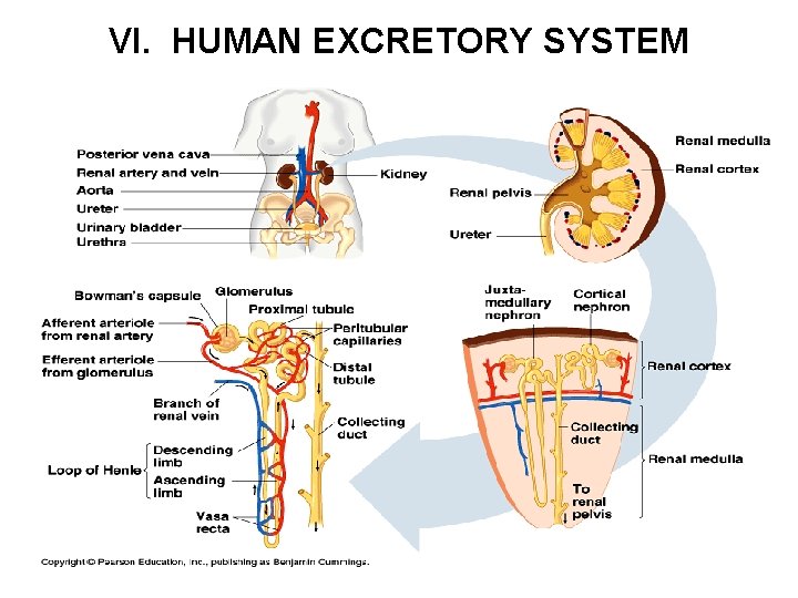 VI. HUMAN EXCRETORY SYSTEM 