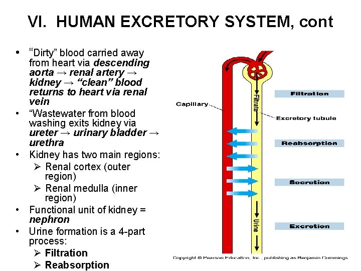 VI. HUMAN EXCRETORY SYSTEM, cont • “Dirty” blood carried away • • from heart