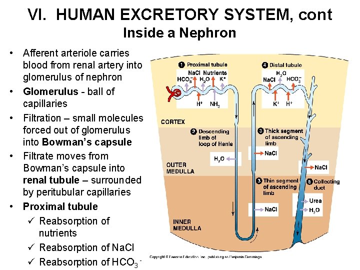 VI. HUMAN EXCRETORY SYSTEM, cont Inside a Nephron • Afferent arteriole carries blood from